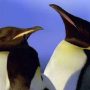 The Evolution of Giant Prehistoric Penguins