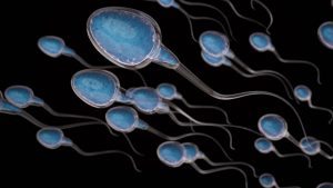 Why Is Male Fertility Declining