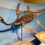 Fossil of ‘real-life Loch Ness Monster’ found in Antarctica