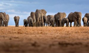 African Elephants Declining in Numbers