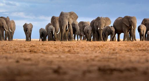 African Elephants Declining in Numbers