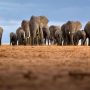 African Elephants Declining in Numbers