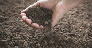 Irish Healing Soil