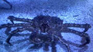 King Crabs Are Invading Antarctica