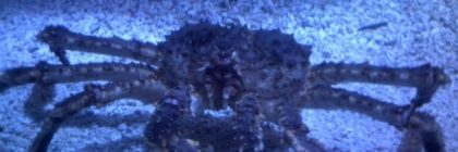 King Crabs Are Invading Antarctica