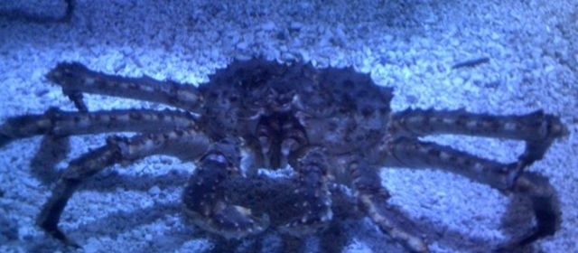 King Crabs Are Invading Antarctica