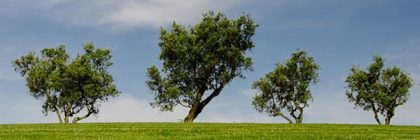 Planet Has More Trees