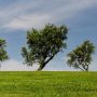 Planet Has More Trees