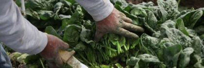 Person cutting spinach leaves from the ground with a knife in a field.