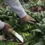Person cutting spinach leaves from the ground with a knife in a field.