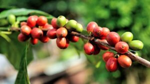 Wild Coffee Extinction - Antarctica Journal News