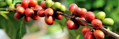 Wild Coffee Extinction - Antarctica Journal News
