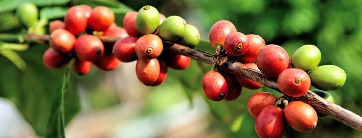 Wild Coffee Extinction - Antarctica Journal News