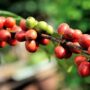 Wild Coffee Extinction - Antarctica Journal News