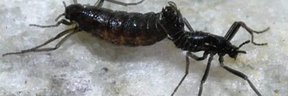 Antarctica’s Native Insect - Antarctica Journal News