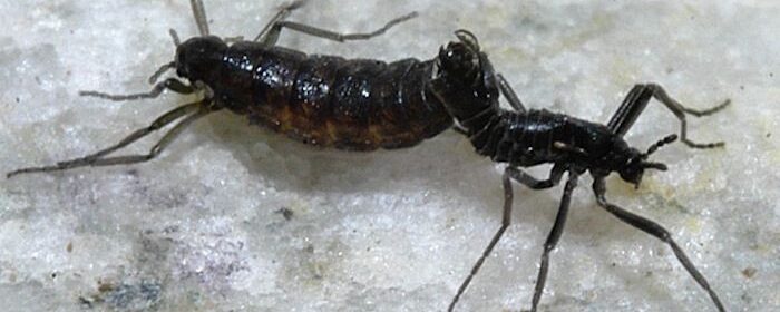 Antarctica’s Native Insect - Antarctica Journal News