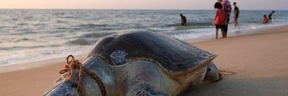 Climate Change – Extinction on the Rise