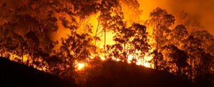 Intense flames engulfing trees during a forest fire at night with a bright orange glow.