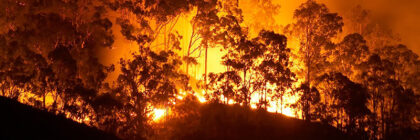 Intense flames engulfing trees during a forest fire at night with a bright orange glow.
