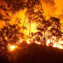 Intense flames engulfing trees during a forest fire at night with a bright orange glow.