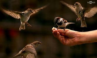 Missing Feeding of the Birds