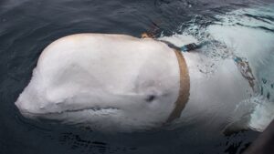 Russian Spy Whale - Antarctica News Journal