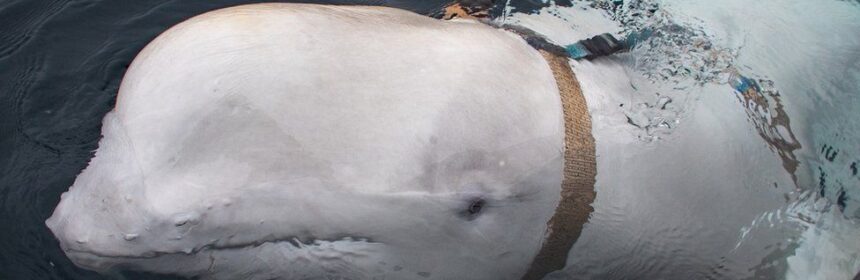 Russian Spy Whale - Antarctica News Journal