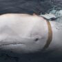 Russian Spy Whale - Antarctica News Journal