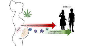 Cannabis and Pregnancy Effects on Children - Antarctica Journal News