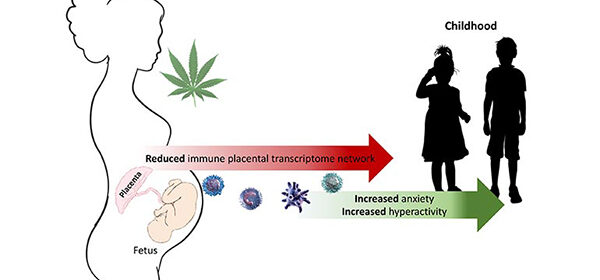 Cannabis and Pregnancy Effects on Children - Antarctica Journal News