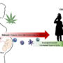Cannabis and Pregnancy Effects on Children - Antarctica Journal News