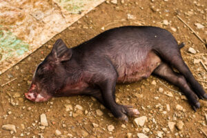 A black pig lying on the ground with visible markings on its body.