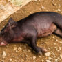 A black pig lying on the ground with visible markings on its body.