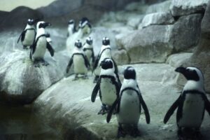 A group of African penguins standing on rocks near water in an indoor habitat.