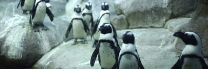 A group of African penguins standing on rocks near water in an indoor habitat.